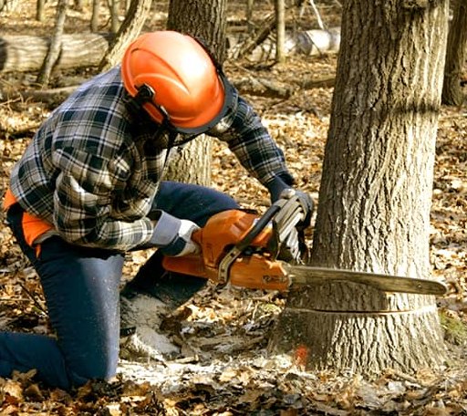 Tree Removal in New Munich, MN